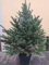Albero di Natale KOSTERIANA Vero (Alt. 1,25-1,50 m)
