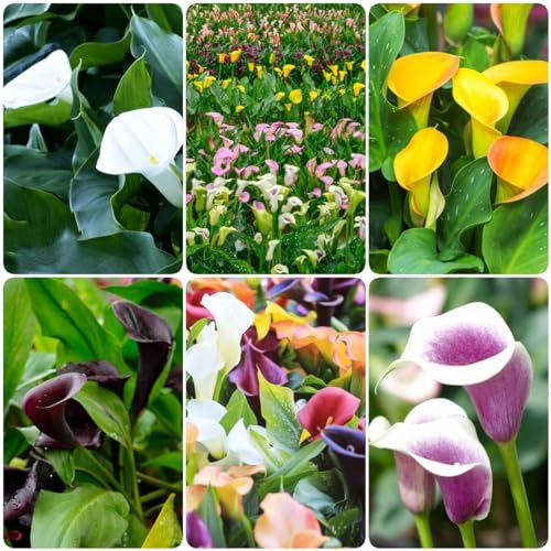 15 pcs zwiebeln calla pflanzen winterharte - gartenpflanzen winterhart mehrjährig knollen Calla Lilien,Zantedeschia aethiopica, gartenblumen blumen balkon blumenzwiebel geschenke für