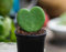 frische neue 60 Stuck Hoya Kerrii Pflanzen:Seeds Only