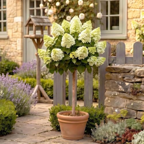 YouGarden Hydrangea 'Magical Candle' Standard, Established Plant in 18cm Pot, Approximately 80-100cm Tall, Ready to Plant Standard Tree, Grow in Patio Pots and Garden Borders