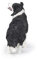 Papo 54008 Leben AUF DEM Bauernhof Sparks, Tierdruck, Border Collie Figur, Mehrfarben, oner Size