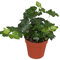 Efeu (Hedera helix), echte Pflanze, als Hängepflanze, Bodendecker oder Zimmerpflanze, pflegeleicht (im 9cm Topf, Sorte: Wonder, grünlaubig)