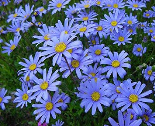 Felicia Amelloides (Blue Marguerite) H/Hardy Perennial Plug Plants Pack x6