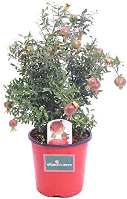 Árbol Natural del Granado - Punica Granatum - una Planta que se Puede Utilizar como Seto o como Árbol Frutal