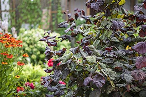 Korkenzieher-Hasel Corylus maxima Red Majestic 60-80 cm winterhart | Rote Blätter, gedrehte Zweige, dekorativer Solitär, sonniger bis halbschattiger Standort, essbare Nüsse