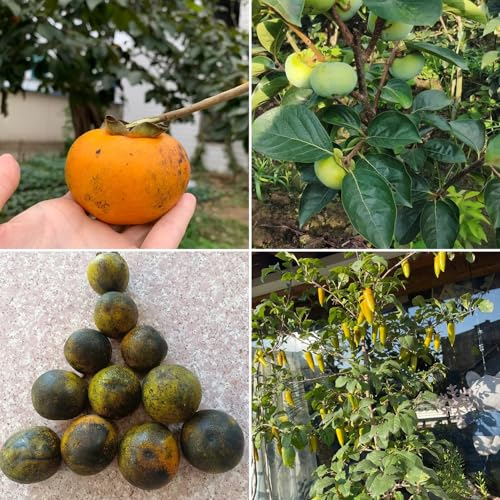 50 pcs kaki baum pflanze winterhart samen gartenpflanzen kaki baum samen stauden winterhart mehrjährig winterharte pflanzen säulenobst winterhart obstbaum obstbäume kaufen säulenobstbäume