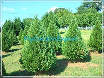 Seltene Zypressen Samen 60 teile/beutel Nadelbaum Immergrüne Pflanze für Haus und Garten Bonsai Samen Outdoor Bonsai Baum