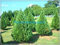 Seltene Zypressen Samen 60 teile/beutel Nadelbaum Immergrüne Pflanze für Haus und Garten Bonsai Samen Outdoor Bonsai Baum