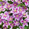 Clematis winterhart mehrjährig pflanzen - Clematis winterhart mehrjährig immergrün-6knollen-H