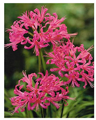 10 PINK GUERNSEY LILY-NERINE BOWDENII BULBS/TUBERS -PERENNIAL SUMMER /AUTUMN FLOWER PLANT