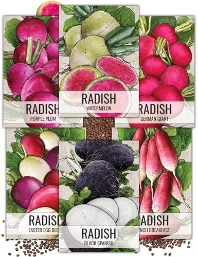 Seed Needs Radish Seeds Variety Pack of 6 Non-GMO & Heirloom Root Vegetable
