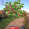 Pinkdose® 2018 heiÃŸer Verkauf Davitu Zwerg Kirschbaum selbst- fruchtbaren Obstbaum Bonsai Samen, 10 Samen, professionelle Pack, riesige dunkelrote süÃŸe Früchte