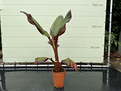 Tropictrees - MUSA MAURELLI - ROTE BANANENPFLANZE 120 CM A+