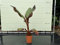 Tropictrees - MUSA MAURELLI - ROTE BANANENPFLANZE 120 CM A+