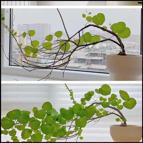 JASNDH Peperomioides Pflanzen, Winterharte Zwiebeln, UFO-Pflanze, Glücksbaum für Büro oder Wohnung, Dekorativ, Stephania Erecta Knolle (2 Stück, Naturbelassen, Ohne Samen)