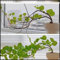 JASNDH Peperomioides Pflanzen, Winterharte Zwiebeln, UFO-Pflanze, Glücksbaum für Büro oder Wohnung, Dekorativ, Stephania Erecta Knolle (2 Stück, Naturbelassen, Ohne Samen)