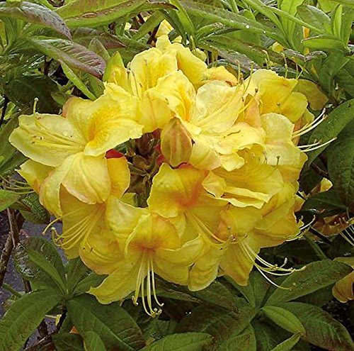 Azalee Golden Sunset 50-60cm - Rhododendron luteum - Alpenrose