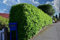 25st. Kirschlorbeer Rotundifolia 120-150cm reine Pflanzenhöhe als Topfware Buschige Pflanzen XXL Prunus laurocerasus Lorbeer schnellwachsend Heckenpflanzen