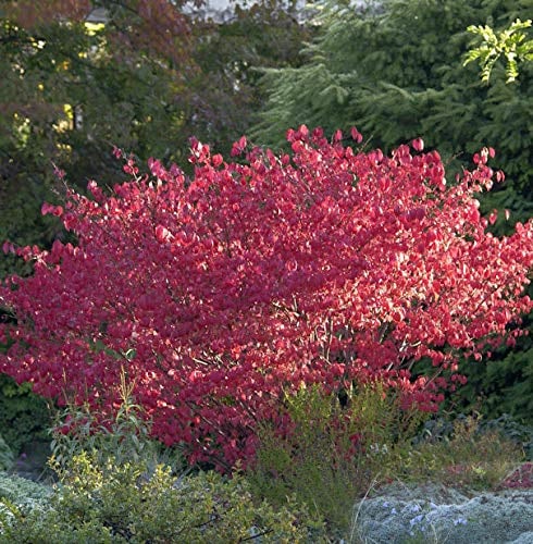 Korkflügelstrauch Compactus 20-30cm - Euonymus alatus - lebende Gartenpflanze aus den Baumschulen