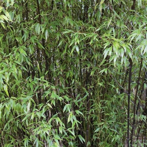 Semi di Phyllostachys nigra, semi di bambù di canna nera Piante da balcone resistenti per gli amanti del giardino semi di piante Le piante da ombra sono resistenti giardino di 20pcs