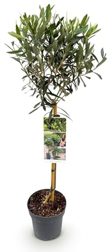 Olea Europaea - Albero di ulivo sul tronco - Pianta pervinca - Facile da pulire - Ø 19 cm - Altezza ca. 90 cm - Stile mediterraneo per balcone e giardino