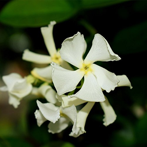 Trachelospermum Jasminoides White Summer Flower Plants Evergreen Climbing Garden Outdoor Plants for Trellis, Fences & Obelisks Baring Fragrant 2 x Star Jasmine in 9cm Pot by Thompson & Morgan