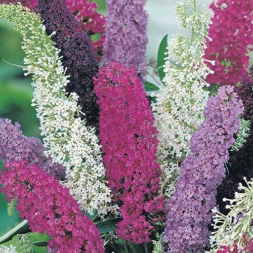 PERZOE 20 piezas de plantas exóticas de flores raras de jardín, semillas de arbusto de mariposa Buddleia multicolor Semillas de arbusto de mariposa