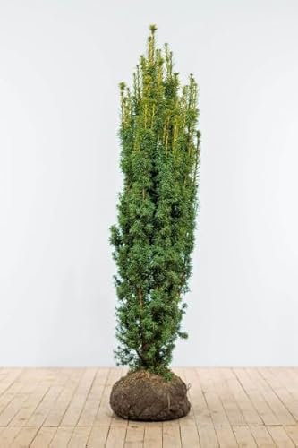 Eiben ‚Fastigiata Aurea‘ – Gelbe Säuleneibe – Taxus baccata – Heckenpflanze – Auswahl der Höhe 60–200 cm – immergrün & kompakt – ideal für dekorative Hecken und Sichtschutz (Variante 160-180cm)