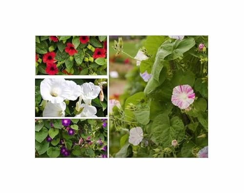 5 g Schlingpflanzen Mischung Garten Pflanzen - Samen F-S565 - Seeds & Plants Shop by Ipsa
