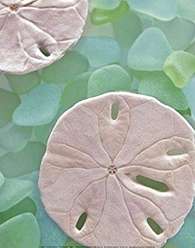 Buyartforless Sea glass 5 (Sand Dollar-holes) by Alan Blaustein 14x11 Photograph Art Print Poster Wall Decor Coastal Beach Seaside Ocean