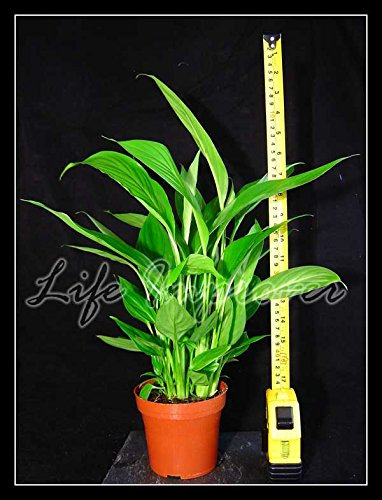 1 Evergreen - Pianta da tavolo in vaso per interni naturali e pulitore d'aria - giglio della pace