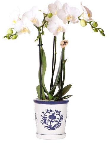 Kolibri Orchids | orquídea blanca Amabilis + Málaga Multicolor - tamaño de maceta Ø9cm | planta de interior con flores - fresca del cultivador