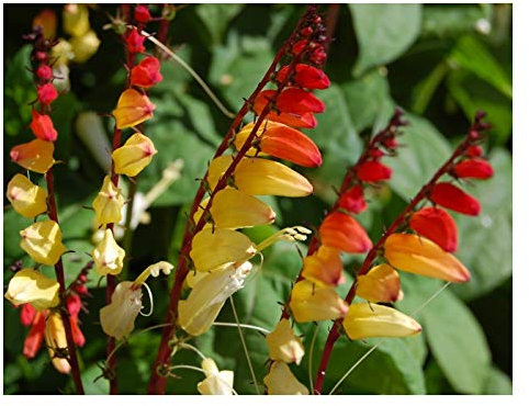 PREMIER SEEDS DIRECT - MINA LOBATA - Jungle Queen - 75 Finest Seeds