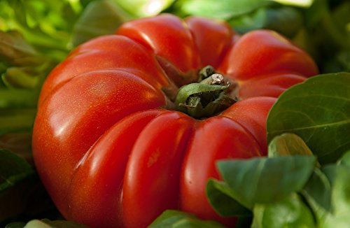 300 graines de tomate coeur de boeuf gros fruit rouge