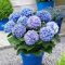 20 semillas de hortensia, plantas de flores para casa, oficina, jardín, bonsái, decoración de semillas de hortensias azules para mujeres, hombres, niños, principiantes, jardineros regalo