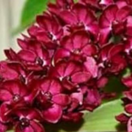 Cymbidium Bulbos,cymbidium orchidee,orquídeas bulbos,bulbos de Phalaenopsis,bulbos de orquidea cymbidium,Plantas Aromáticas De Cymbidium,Orquídeas plant,decoración de jardines.-3bulbos-G