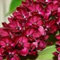 Cymbidium Bulbos,cymbidium orchidee,orquídeas bulbos,bulbos de Phalaenopsis,bulbos de orquidea cymbidium,Plantas Aromáticas De Cymbidium,Orquídeas plant,decoración de jardines.-3bulbos-G