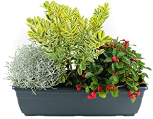 Weseler Kräuterparadies Herbst Balkonkasten 40cm breit, Calocephalus brownii, Strauchveronika & Scheinbeere