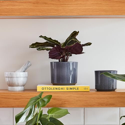 Ivyline Planter, Ceramic, Grey, 14 x 14cm