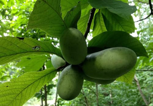 Indianerbanane Asimina triloba Pflanze 5-10cm dreilappige Papau Pawpaw Rarität