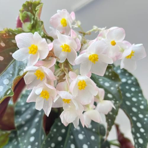 100 pcs Begonien Samen, Begonia grandis, flower pflanzendeko gartensamen dekoration wohnzimmer dekopflanzen pflanzendeko wildblumenwiese saatgut mehrjährig, kübelpflanzen indoor garten