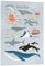 Posterlounge Tiere des Meeres Acrylglasbild von Sandy Lohß 13 x 18 cm Blau Wandbilder Wanddeko