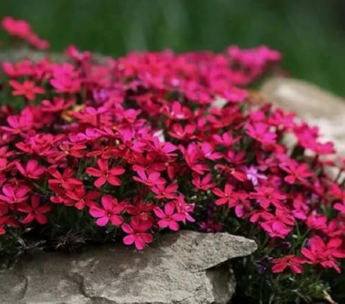 Semi di Timo Strisciante Rosso – Pianta Coprisuolo Perenne, erbe aromatiche da aiuola rialzata, per Giardino, Balcone e Cortile, timo serpillo, lettino alle erbe (1000 Pcs Rosso)
