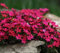 Semi di Timo Strisciante Rosso – Pianta Coprisuolo Perenne, erbe aromatiche da aiuola rialzata, per Giardino, Balcone e Cortile, timo serpillo, lettino alle erbe (1000 Pcs Rosso)