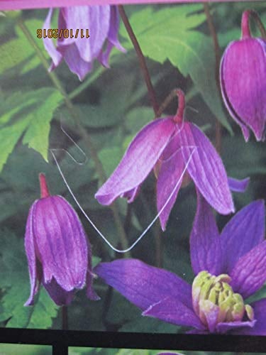 Clematis alpina Blue Princess - Waldrebe Blue Princess