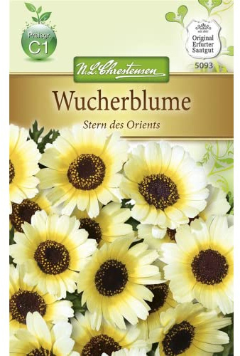 Chrestensen Wucherblume 'Stern des Orients'