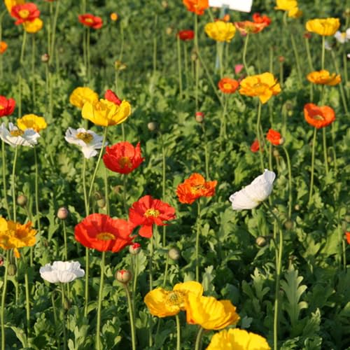 6 x Zwergmohn 'Gartenzwerg' - Papaver Nudicaule 'Gartenzwerg' Topf 9x9cm: Lebendige, kompakte Blüten in verschiedenen Farben.