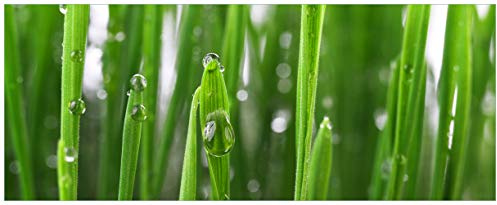 Wallario Glasbild Wassertropfen an Grashalmen - 50 x 125 cm Wandbilder Glas in Premium-Qualität: Brillante Farben, freischwebende Optik