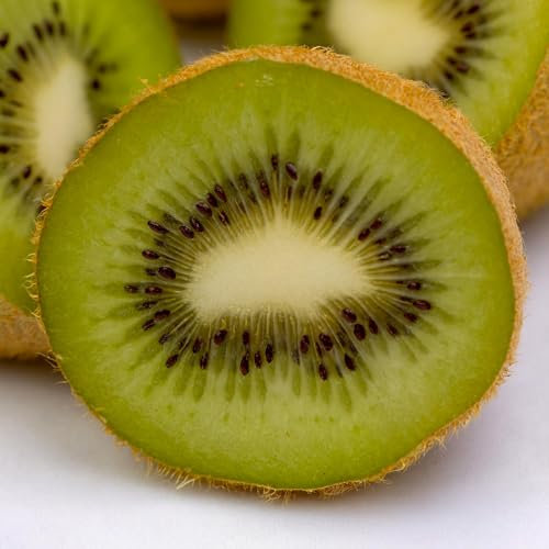 Kiwi verde - Actinidia deliciosa Jenny - pianta da frutto - frutta verde - 2 piante - vaso 15 cm altezza 50 cm