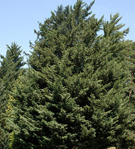 Leyland Zypresse 40-60cm - Cupressocyparis Leylandii